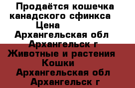 Продаётся кошечка канадского сфинкса! › Цена ­ 5 000 - Архангельская обл., Архангельск г. Животные и растения » Кошки   . Архангельская обл.,Архангельск г.